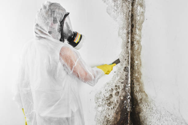 Best Affordable Mold Removal  in Double Springs, AL