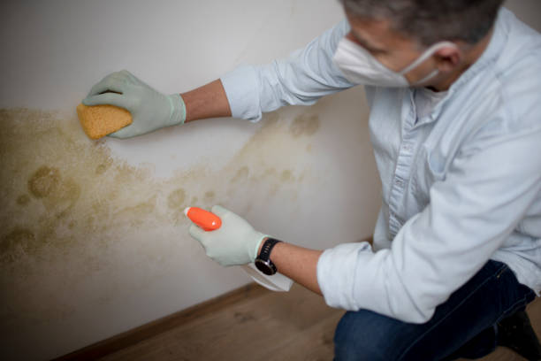 Best Home Mold Removal  in Double Springs, AL