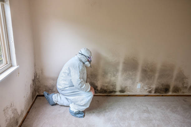 Best Professional Mold Removal  in Double Springs, AL