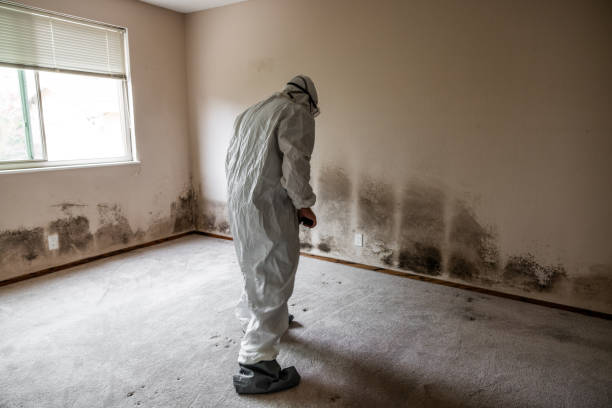 Best Commercial Mold Removal  in Double Springs, AL
