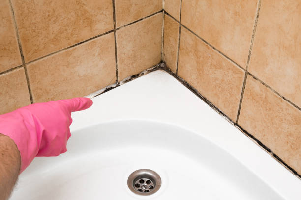 Best Fast Mold Removal  in Double Springs, AL